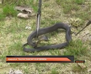 Penduduk trauma diancam ular berbisa