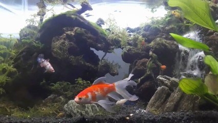 Beatiful Mini Aquascape Design