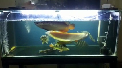 Super Red Arowana