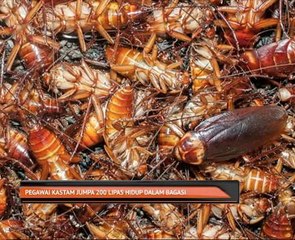 Pegawai kastam jumpa 200 lipas hidup dalam bagasi