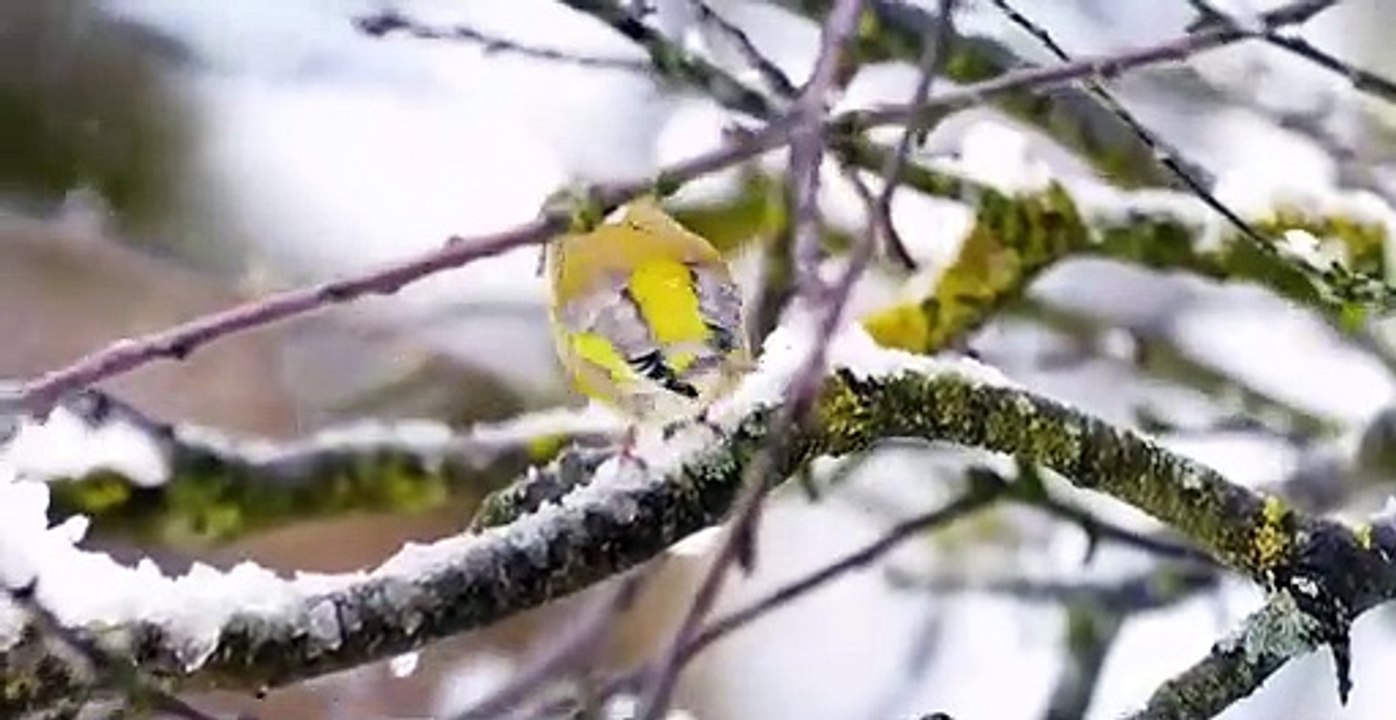 Absurd S01 E07 video Dailymotion