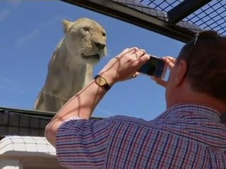 Kita tengok singa, singa tengok kita