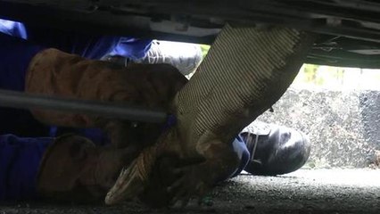 Tukang kebun cemas biawak menyorok dalam kereta