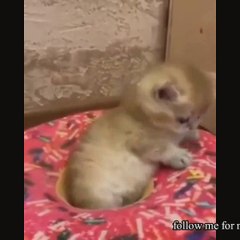 cute cat funny video, funny video, follow me for more interesting video