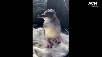 Rescued penguin | February 28, 2022 | Source: Brett Lobwein