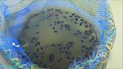 AWANIJr: Empat spesis penyu Malaysia