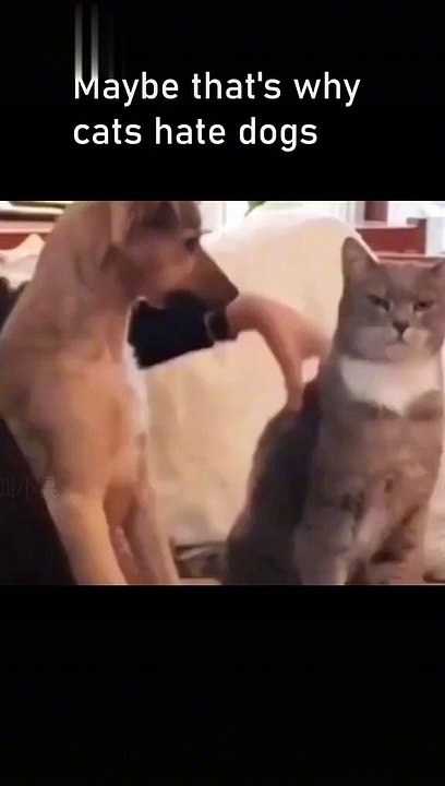 Temukan 'ANIMAL FUNNY' di TikTok32 - Pencarian TikTok