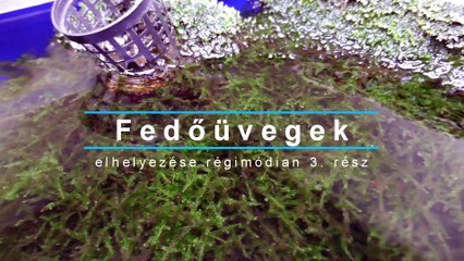 Régi dolgok 17 / Fedőüvegek 3