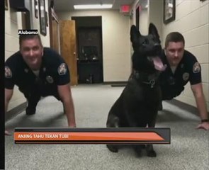Anjing Nitro, Polis Alabama, Tunjuk Tekan Tubi 🐶