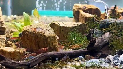 Lucunya Udang Hias yang ada di Aquarium Ayahnya Mas Kenzie dan Dede Shazia