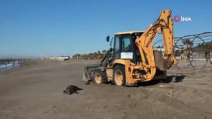 Manavgat sahilinde telef olmuş domuz bulundu