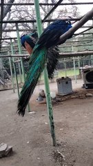 Peacocks  Video By Kingdom of Awais