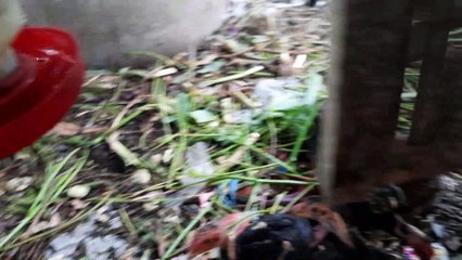 Kasih pakan ayam anakan