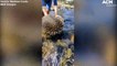 Echidna swims across the North Esk River in Launceston, Tasmania | February 28, 2022 | ACM