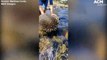 Echidna swims across the North Esk River in Launceston, Tasmania | February 28, 2022 | ACM