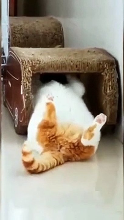 funny cat eps 6