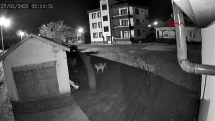 BELDEYE İNEN KURTLARIN, KÖPEĞE SALDIRISI KAMERALARA YANSIDI