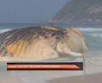 Bangkai ikan paus terdampar di pantai Ipanema