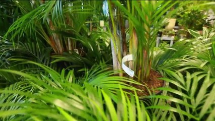 Jardin - Palmiers, en vacances toute l'année