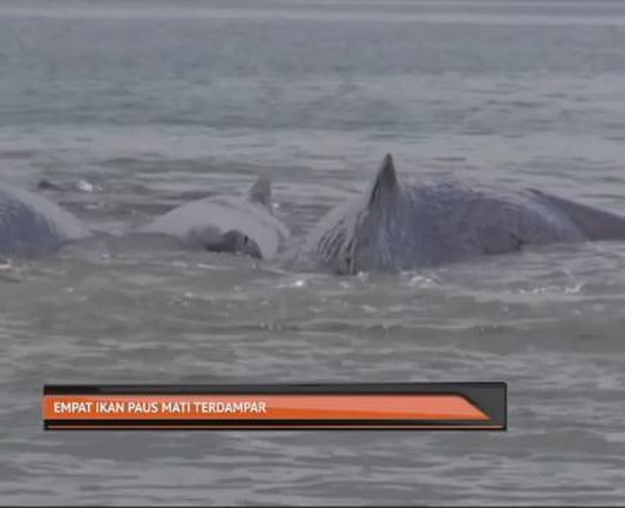 Empat ikan paus mati terdampar
