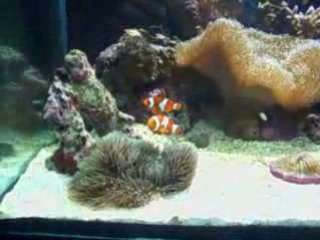 Poisson clown