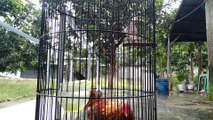 Burung bersuara diganggu ayam kampung