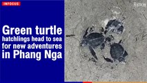 Green turtle hatchlings head to sea for new adventures in Phang Nga | The Nation Thailand