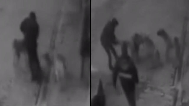 Köpeğini gezdiren vatandaşa köpek sürüsü saldırdı