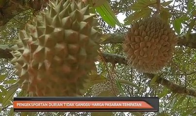 Pengeksportan durian tidak ganggu harga pasaran tempatan