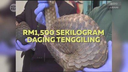 Kompak (Episod 105): Daging tenggiling panaskan badan