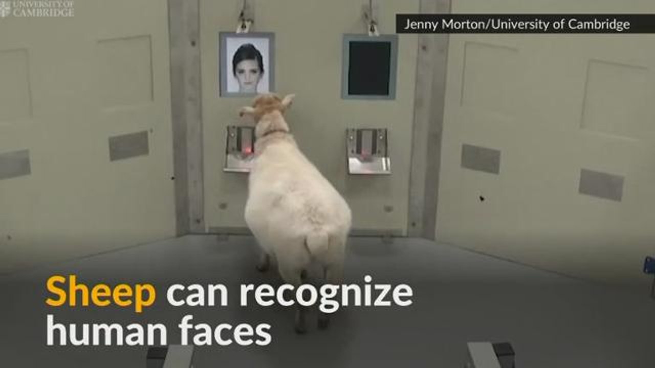 Scientists find sheep can recognize human faces