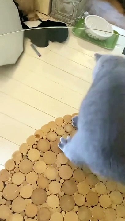 Adorable Cat on the Glass Table - Funny Cat Videos