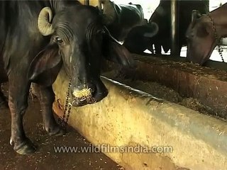 Buffalo dairy farm in Delhi, India