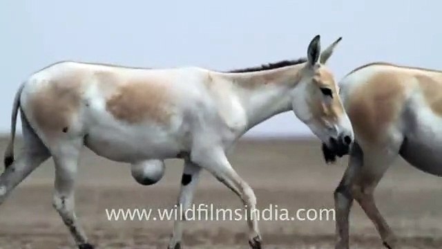 Wild Ass in Little Runn of Kutch