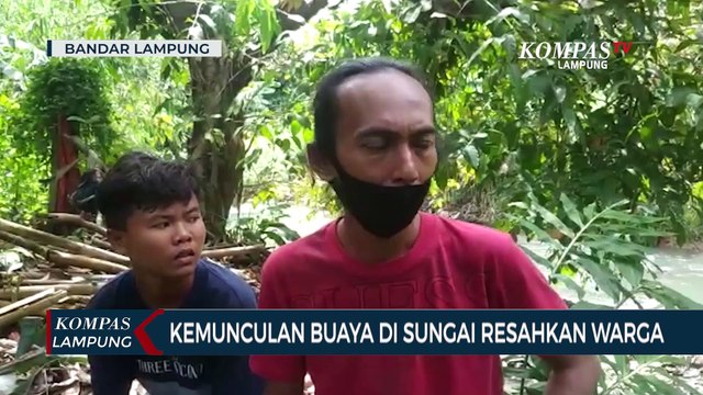 Kemunculan Buaya di Sungai Resahkan Warga