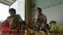 En Vietnam una pareja adopta perros enfermos, abandonados y destinados a mataderos y restaurantes
