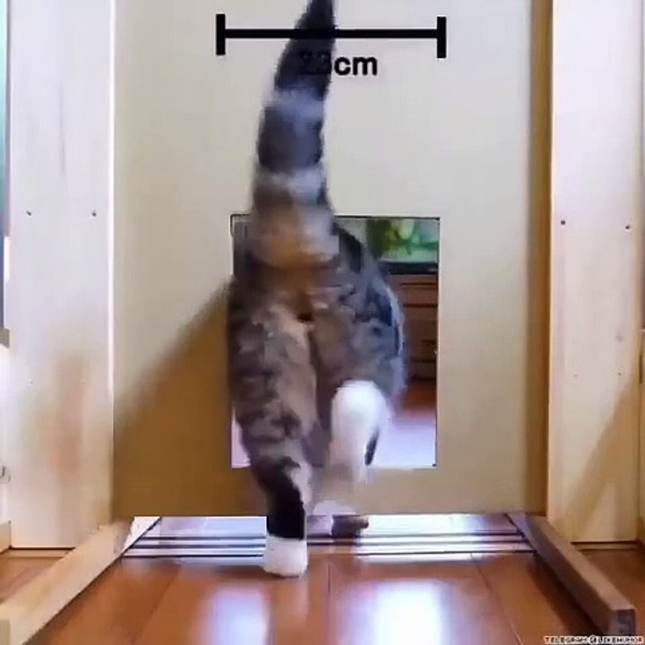 The Rate Of Patience In a Cat 