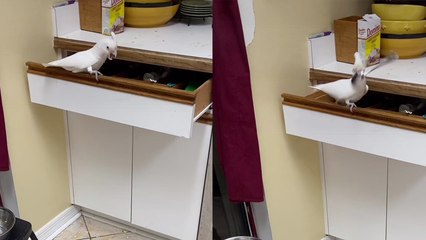 'Naughty cockatoo invades the kitchen and makes a mess there '
