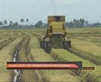 Pesawah sambut baik pemberian bantuan RM200 sebulan