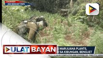 Higit P8-M halaga ng marijuana plants, sinira ng mga otoridad sa Kibungan, Benguet