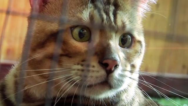 Paws Planet (Episod 13): Bengal, si tegap dan tangkas
