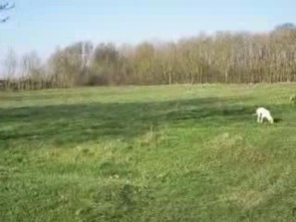 Porcelaine4