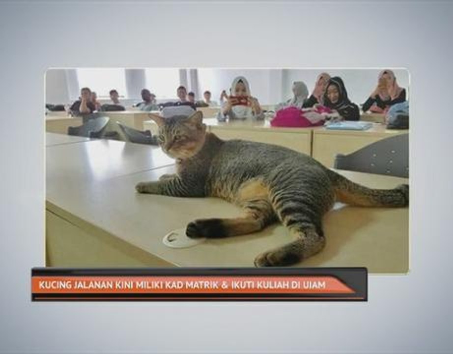 Kucing jalanan kini miliki kad matrik & ikuti kuliah di UIAM