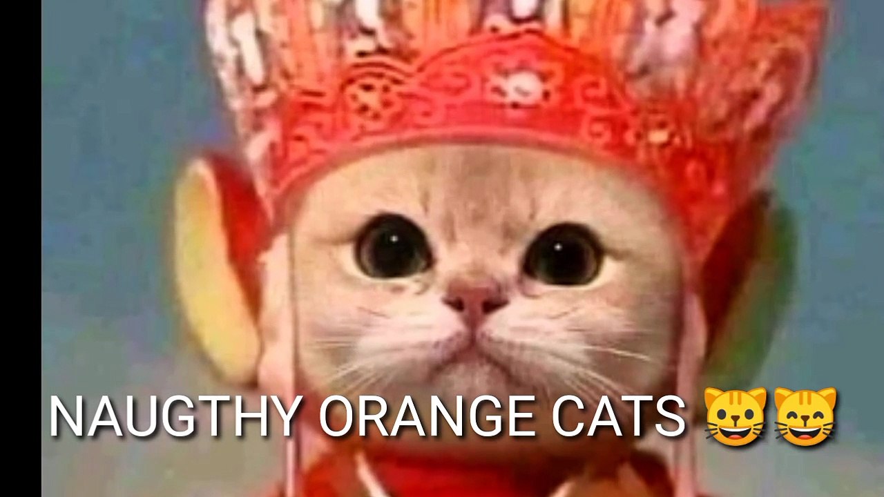 #2 THE NAUGHTY ORANGE CATS
