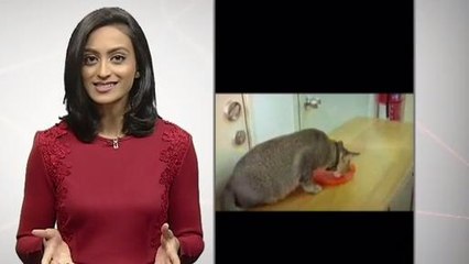 Kisah Laban, si kucing 'intelek' & semua mangsa tanah runtuh Tanjung Bungah telah dijumpai