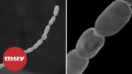 Descubren la bacteria más grande conocida