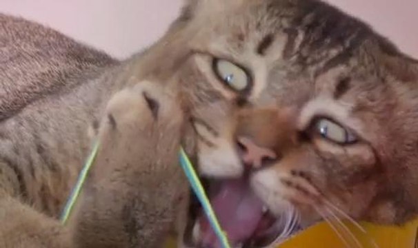 Paws Planet (Episod 12): Labun, dari jalanan jadi kesayangan