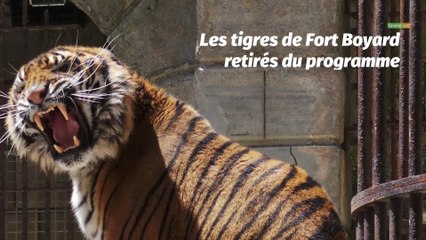 Les tigres de Fort Boyard retirés du programme