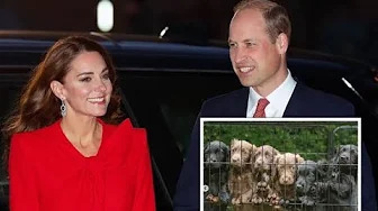 Kate and Prince William's new dog appears in rare picture by James Middleton