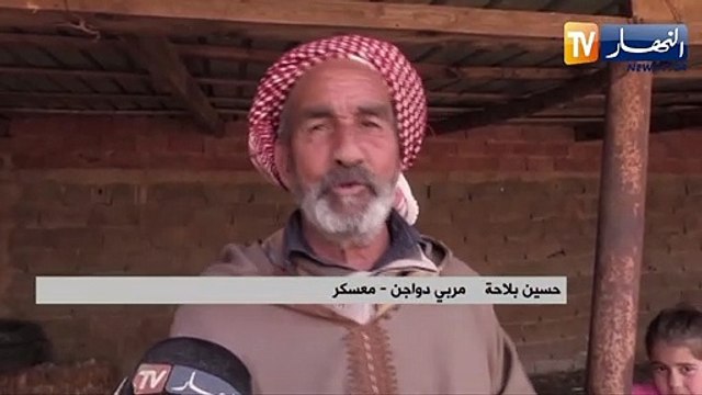 معسكر: بلاحة.. عائلة منتجة تحافظ على تربية الدواجن وفق الطرق التقليدية
